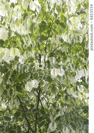 Natural garden Negundad maple in early summer Natural garden Negundad maple in early summer 6853554