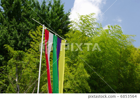 Bamboo with bamboo grove 6853564