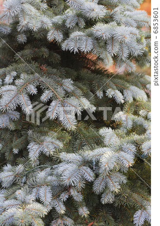 Fir tree 6853601