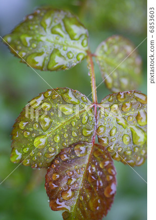 Rain leaves with rain 6853603