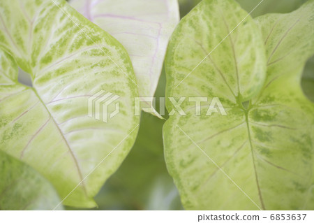 Shinonium of foliage plants Shinonium of foliage plants 6853637
