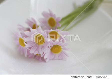 Small pink flowers Margaret Small pink flowers Margaret 6853640