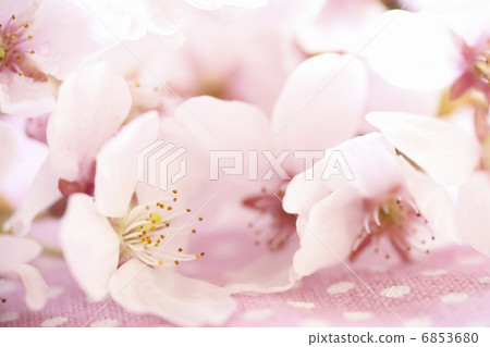 櫻花有桃紅色布料背景 6853680