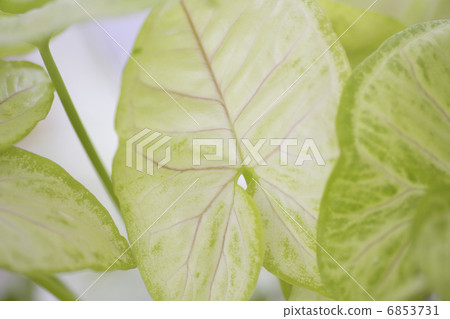Shinonium of foliage plants Shinonium of foliage plants 6853731