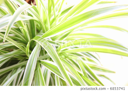 吊蘭 吊蘭 6853741