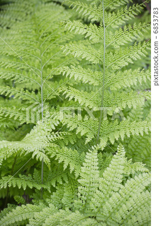 影園的Kusasotsetsu 6853783