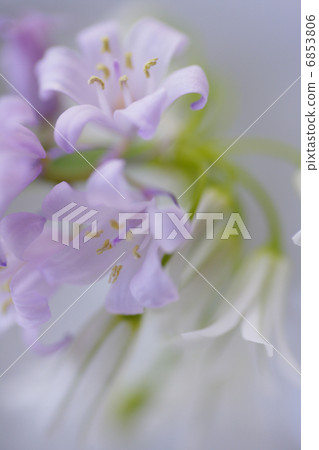 春天的花朵的魅力 6853806