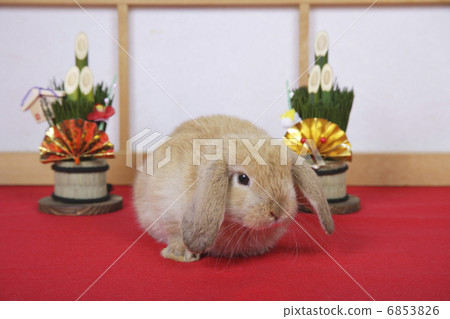 Kadoma和兔子新年 6853826