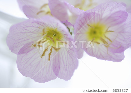 在一個玻璃容器裝飾的晚櫻草花束 6853827