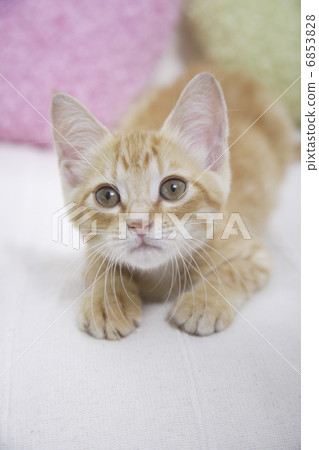 貓和桃紅色坐墊在沙發 6853828