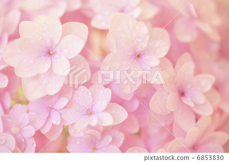 特寫鏡頭桃紅色色的八仙花屬 6853830