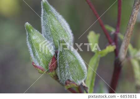 Hana Okura的芽 6853831