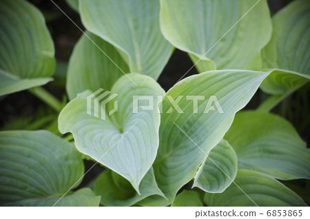 養樹蔭庭院 6853865