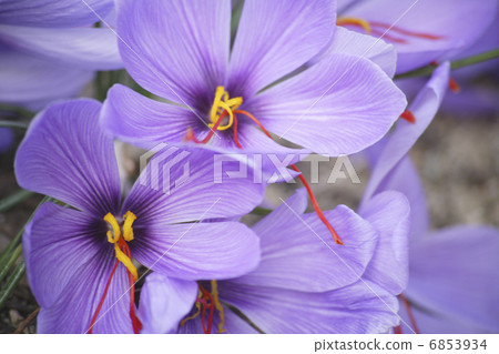 Saffron flowers in full bloom Saffron flowers in full bloom 6853934
