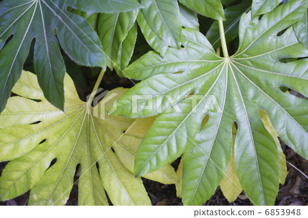 然而離開了 6853948