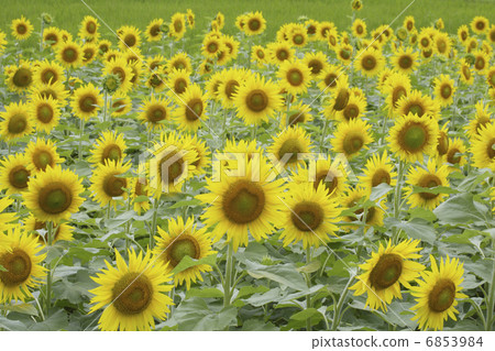 一邊的向日葵領域 6853984