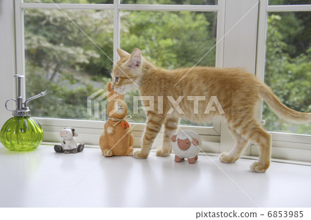 小貓走在窗戶上 6853985
