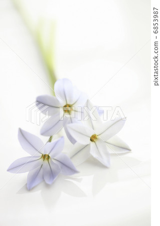 Spring purple flower Hananyla 6853987