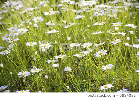 Margaret's flower garden Margaret's flower garden 6854082