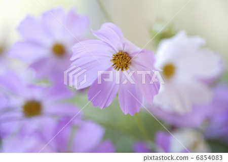 Light brown cosmos decorated on the window side 6854083