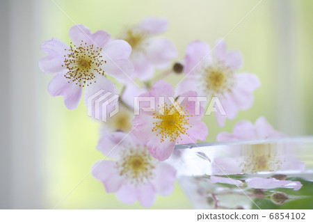 在窗口邊裝飾的野生秸杆 6854102