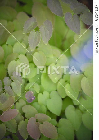 Ikarisou在地面覆蓋 6854137