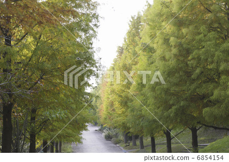 Metasequoia Treasures 6854154