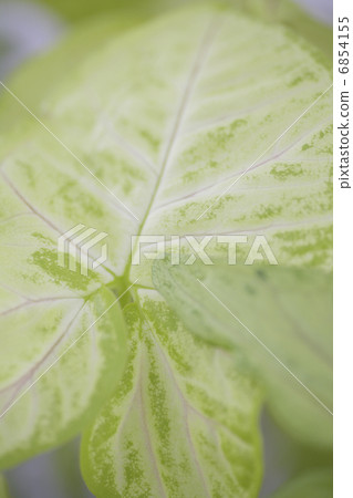 Shinonium of foliage plants Shinonium of foliage plants 6854155