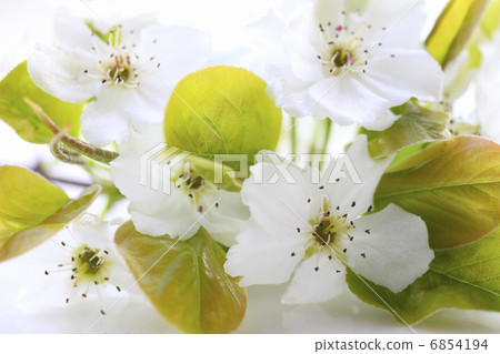 Transparent white petaled pear flower 6854194
