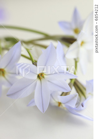 春天紫色花Hananyla 春天紫色花Hananyla 6854212