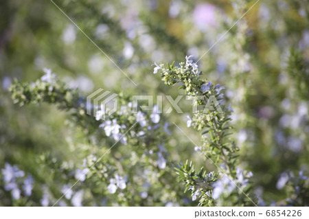 迷迭香花開了花 6854226