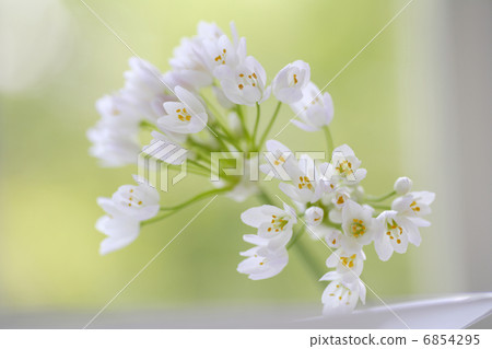 Small white flower alleys bouquet 6854295