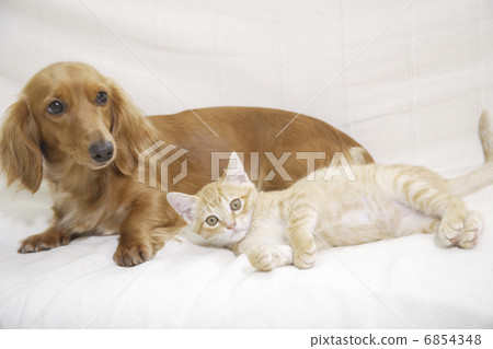一個好朋友Miniature Ducks和一隻小貓在床上 6854348