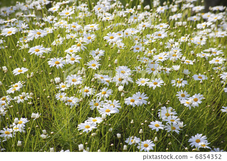 瑪格麗特的花園 6854352