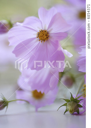 Light brown cosmos decorated on the window side Light brown cosmos decorated on the window side 6854371