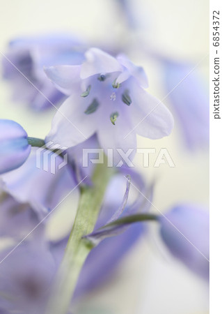 Schiller Campagnola Schiller Campagnola 6854372