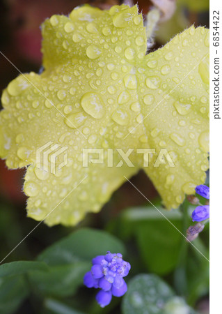 休克拉雨後 6854422