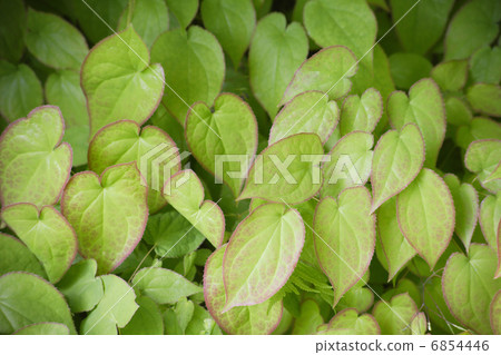 Ikarisou在地面覆蓋 Ikarisou在地面覆蓋 6854446