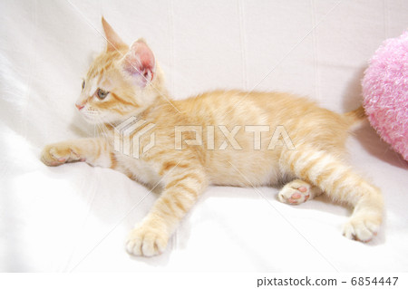 放鬆的小貓 6854447