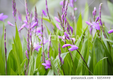 在盛開的桃紅色花絲綢 6854449