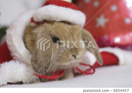 Rabbit's Christmas 6854457