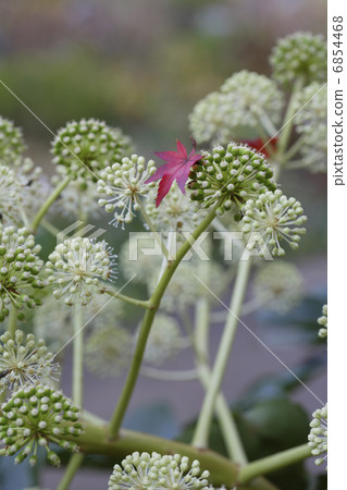 在玉的花的秋葉 6854468