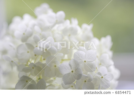 Close-up white flowers Annabelle Close-up white flowers Annabelle 6854471