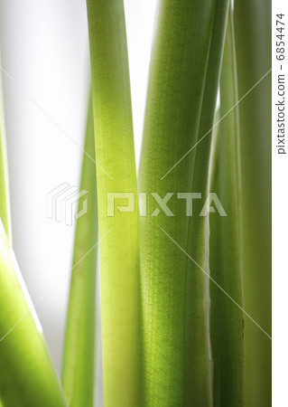 Houseplant green Houseplant green 6854474