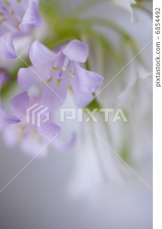春天的花朵的魅力 春天的花朵的魅力 6854492