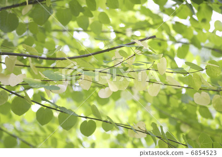 自然花園新鮮綠色假髮 6854523