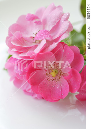 燦爛的洋紅色玫瑰色 6854524