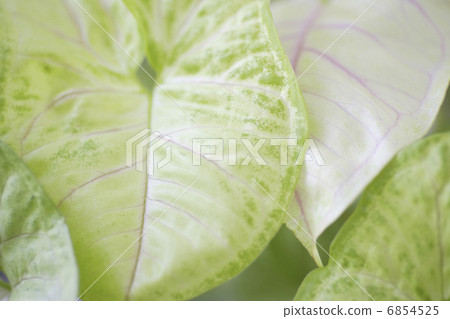 葉子植物的Shinonium 6854525