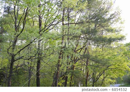 新鮮的綠色森林 6854532