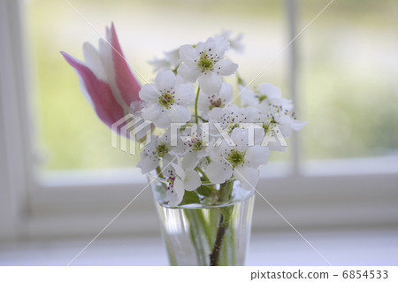 在窗口邊的鬱金香和梨花 6854533